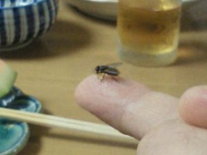 201008ごま２世