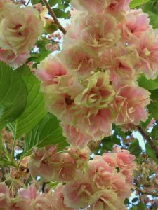 20120428御衣黄３